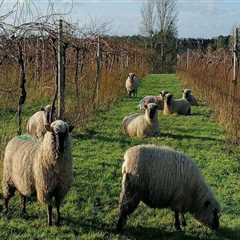 From Vine to Glass: What to Expect on a Vineyard Tour