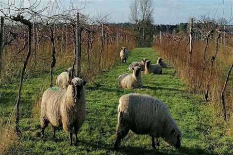 From Vine to Glass: What to Expect on a Vineyard Tour