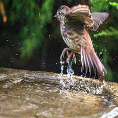 Birdwatching in King County, Washington: A Must-Do Activity for Nature Lovers