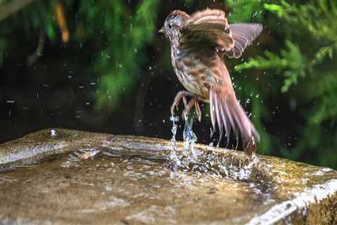 Birdwatching in King County, Washington: A Must-Do Activity for Nature Lovers