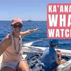 Whales, Dolphins & Drinks! Kaanapali Whale Watching Review
