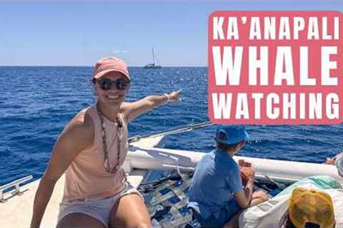 Whales, Dolphins & Drinks! Kaanapali Whale Watching Review
