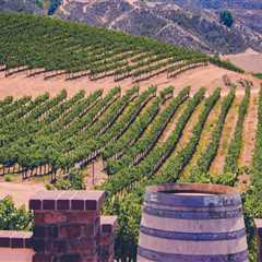 Budget Accommodation on the Sunshine Coast: Relax, Explore, and Enjoy Vineyard Tours Without..